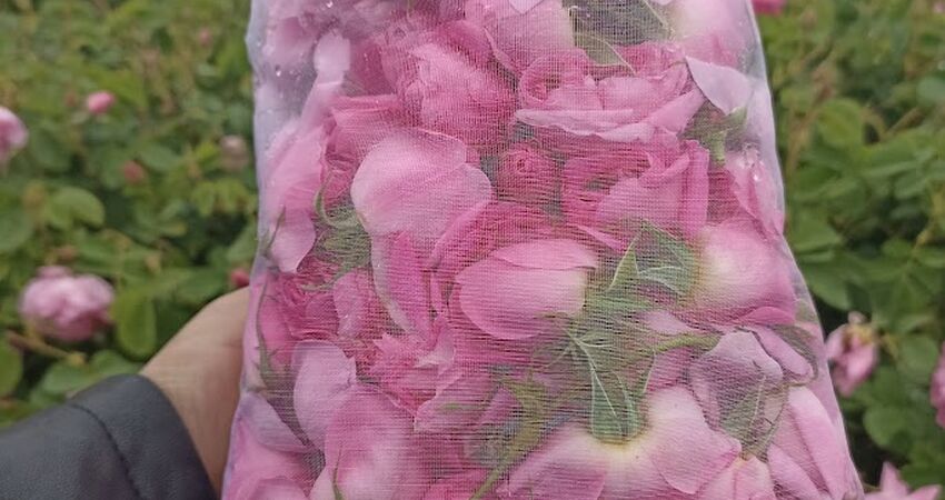 YHT ile  GÜL MEVSİMİNDE TOROSLARDA ORMANA DÜĞMELİ EVLER TURU& GÖLLER  YÖRESİ